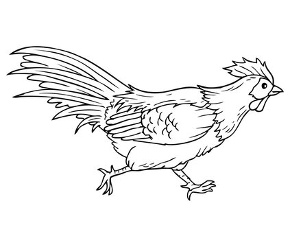 rooster running outline vector illustration