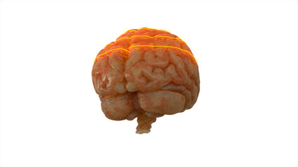 Brain Scan