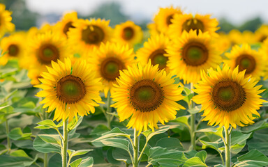 Sunflowers are in full bloom in the field under the sunlight.