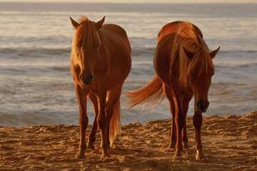 Wild Horses on the Maryland Shoreline
