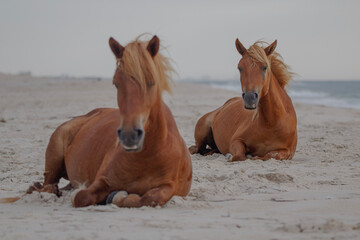 Wild Horses on the Maryland Shoreline