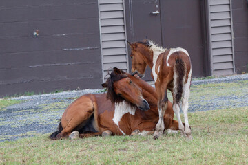 Wild Horses on the Maryland Shoreline
