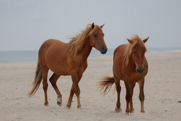 Wild Horses on the Maryland Shoreline