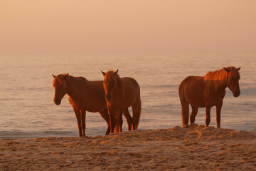 Wild Horses on the Maryland Shoreline