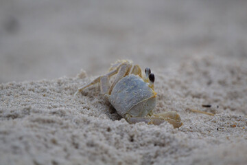 Leaving Home- crab in the sand