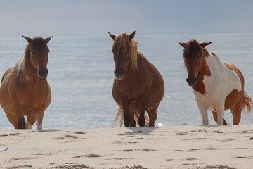 Wild Horses on the Maryland Shoreline