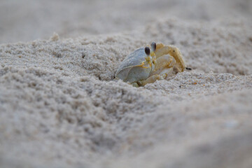 Leaving Home- crab in the sand