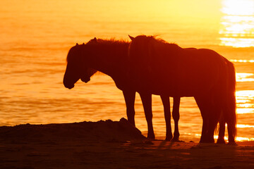 Wild Horses on the Maryland Shoreline