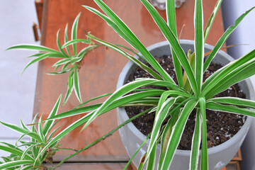 beautiful Chlorophytum comosum in a pot inside the house