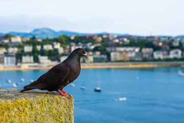 Pigeon with a View: Overlooking the City and the Sea