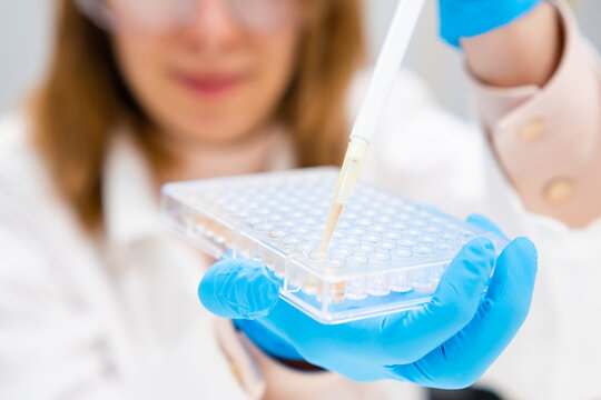 Filling 96 well plate for microbiological analysis by pipette. DNA or ELISA test