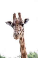 Portrait Girafe