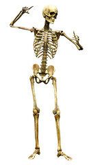 3D Rendering Human Skeleton on White