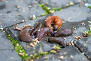 Several slugs eat on the ground