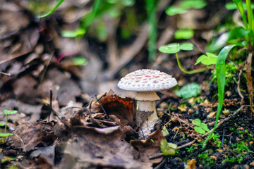Poisonous mushroom in the forest among the grass.