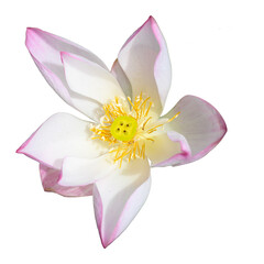 Fototapeta na wymiar White lotus flower on png transparent background