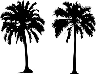 palm tree detail silhouette set, decorative beach island element for poster, banner and background