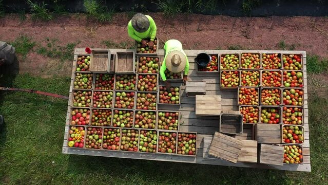 Aerial camera looking straight down as men sort tomatoes on flatbed behind tractor in a field of tomato plants at sunrise.