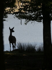 Biche en contre-jour (Cervus elaphus)