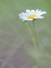 Grande marguerite (Chrysanthemum maximum) 