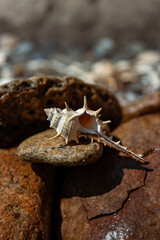 Coast. shell on the sand. sea ​​shell. sand. beach. island. tropics. ocean. sea. sea ​​shore. wave. background. texture. nature. stones on the seashore. sea stones. seascape. scenery. clam.