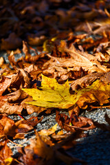Yellow and bug maple leaves lighted up with sun on autumn season