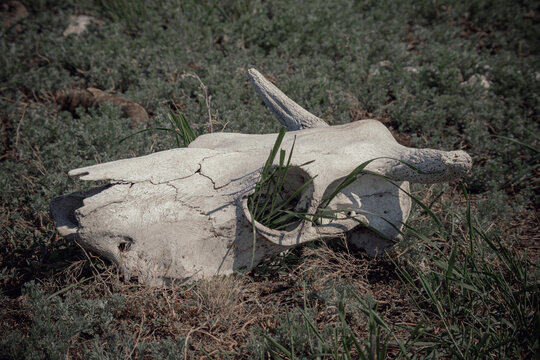 A dried-up white animal skull with horns and empty eye sockets in the grass. cow skull. Bone texture. Death of animals.
