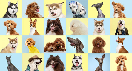 Collage made of photos different dogs over pastel yellow and blue backgrounds.