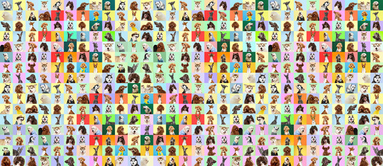 Collage made of multiple headshots dogs on multicolor background of different bright colours.