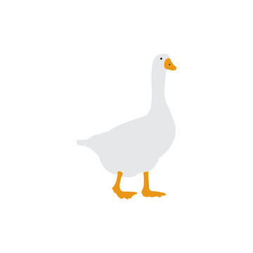 white goose isolated on white