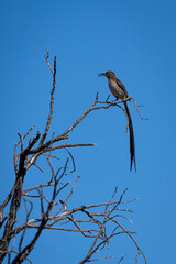 Cape sugar Bird, Suiker brekkie, sitting on a branch