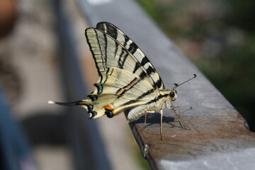 Farfalla