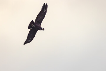 An Andean condor with broad wings over Lago Grey in Torres del Paine National Park, Chile