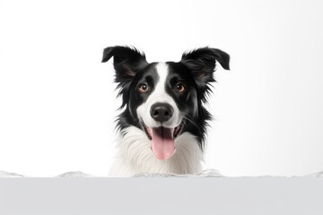 cute Border Collie on white background, AI Generated