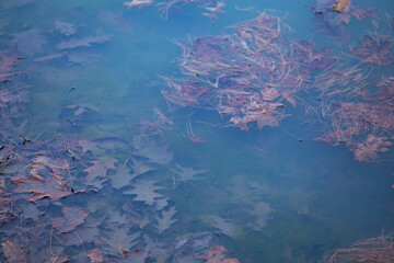 Fototapeta na wymiar fall leaves in water