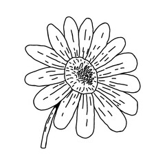 garden plant element, hand drawn style