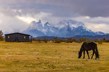 Grazing horse in grassland in front of mountains, Torres del Paine massif with clouds, Chile