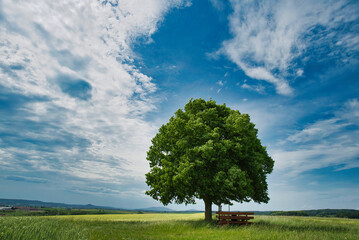 Fototapeta premium Sommer Landschaft mit einzelner Linde