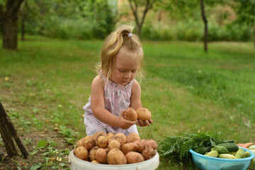 Little beautiful girl in the garden in the garden. A child with a harvest of vegetables. collection of zucchini, potatoes