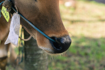 Naklejka premium Brown cow nose close up with green grass blurry background