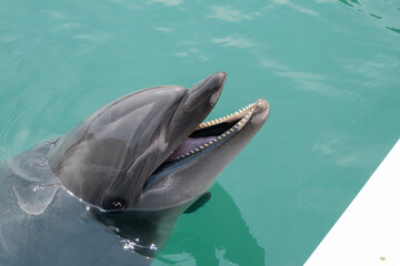 Iki, Nagasaki, Japan. June 7, 2023. A dolphin sticking its head out of the water with its mouth open in Iki Dolphin Park  Resort which is found in a natural cove on Iki Island. 