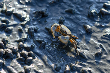 wild little mud crab in zuibaiji river estuary, fukuoka west ward, japan