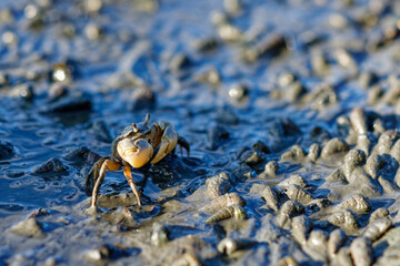 wild little mud crab in zuibaiji river estuary, fukuoka west ward, japan