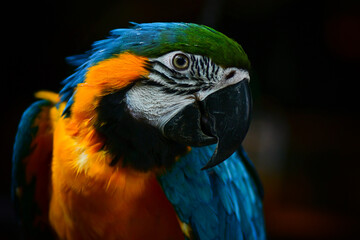 blue and yellow macaw