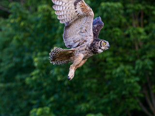 Great Horned Owl Release after Rehab