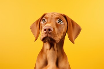 Fototapeta premium hungarian vizsla puppy in studio on yellow background, AI Generated