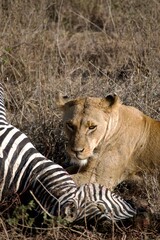 Lioness