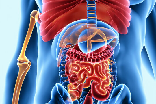 Human Digestive System (Stomach Anatomy) 3D