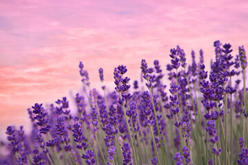 Beautiful lavender meadow under sunset sky, selective focus