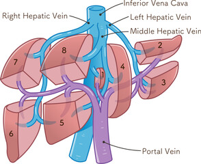 肝臓、門脈、脾臓のイラスト,liver,spleen,portal vein,abdominal aorta,inferior vena cava,duodenum,gallbladder,illustration